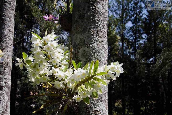 Flora